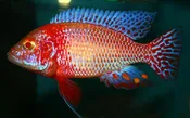 Albino Firefish