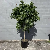 Ficus ‘Amstel King’ 17” pot — Urban Planting Cleveland