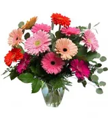 Gerbera Brights