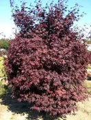 Acer palmatum 'Crimson Prince'