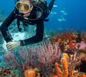 Three-Tank Charter - Ocean Quest Scuba