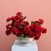 Luxury Five Dozen Premium Roses