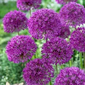 Allium Aflatunense Purple Sensation