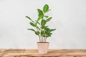 Ficus Audrey — Shop Online — Wilson Plant Co