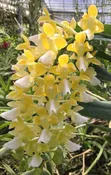 Aerides houlletiana 'alba' — Motes Orchids