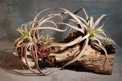 Driftwood & Air PlantsFaux and Dry FloralsFloras Avenue