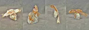 Abalone / Fluorite Fish, Trout by Orin Eriacho  - Zuni Fetish