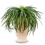 Art & Sol® 'Bad Hair Day' Mangave