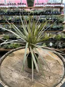 Dracaena marginata ‘Colorama’ 6″