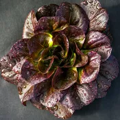 Clean and Fresh Red Romaine Lettuce (2 Pack)