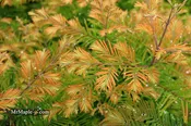 Metasequoia glyptostroboides 'Daweswood Tawny Fleece' Dwarf Dawes Arboretum WB Bronze Dawn Redwood