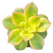 Aeonium ‘Kiwi’
