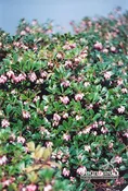Arctostaphylos Uva-ursi Vancouver Jade Kinnikinnick Pink 4 In