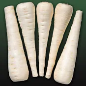 Albion Untreated Parsnip Hybrid
