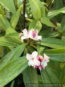 Daphne 'Perfume Princess' (syn Daphne DapJur01)