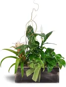 Bountiful Dish Garden