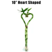 10″ Heart Shaped Lucky Bamboo Stalk (Single) [In Store Only]