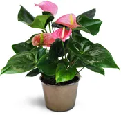 Pink Anthurium Plant