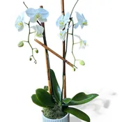 Double Phalaenopsis