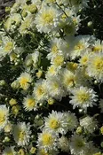 Garden Mum, White