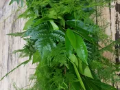 Cocculus, Leatherleaf & Asparagus