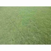 Bulk Buffalograss Grass Seed Sundancer 1lb