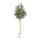 6 ft. Tuscan Still Olive Tree