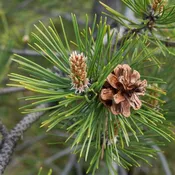 Austrian Pine
