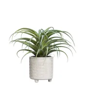 Air Plant