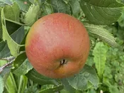 Apple, Freedom — The Farm Between