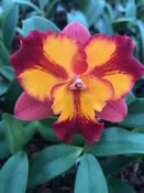 CAO38 Pot. Burana Fire 'Momilani'  3 1/4 inch pot (1 year to bloom)