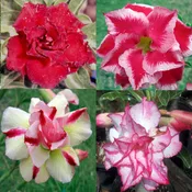 Adenium Fancy Double, Desert Rose, Multi-Grafted