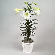 Easter Lily