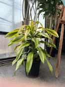 10" Dracaena Kristi