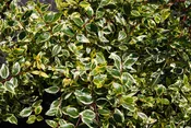 Abelia grandiflora 'Hopley'
