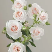 Blush Champagne Majolika Spray Roses