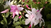 6″ Christmas Cactus (Thanksgiving Cactus)