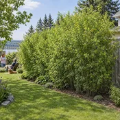 Caragana Siberian Peashrub Live Shrub