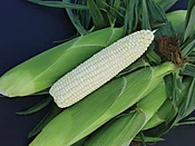 378A Xtra-Tender&amp;#x2122; Sweet Corn (Cruiser Treated)