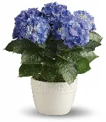 Hydrangea