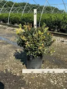 Honey Maid Holly
