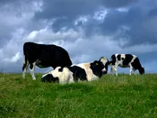 Morrison's Dry Cow Minerals
