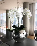 Classic Orchids