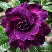 Adenium Moung VN (Vietnam Purple), Desert Rose, Grafted