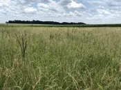 Big Country Native Mix