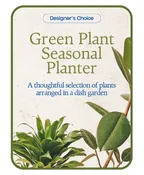 DESIGNER'S CHOICE - VARIETY OF GREEN PLANTS