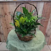 Dish Garden