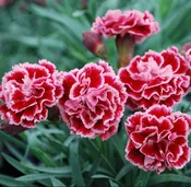 DIANTHUS SCENT FIRST SUGAR PLUM - QUART POT