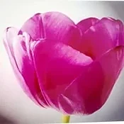 Chi Flower — Studio 71 Art Gallery