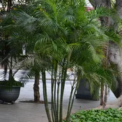 Areca Palms, 6″ Pot